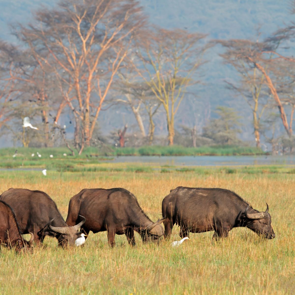 East Africa Tourist Visa