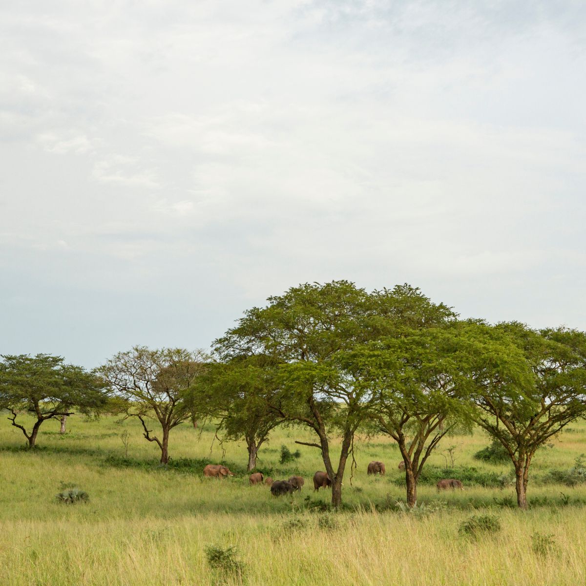 Uganda e-Visas